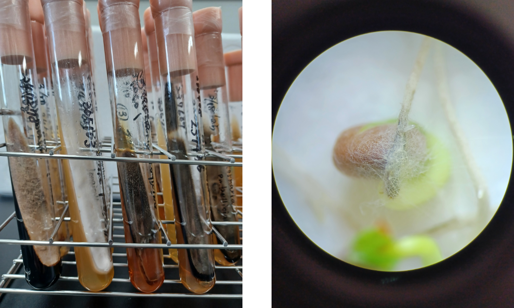 Seed Health Testing in Japan